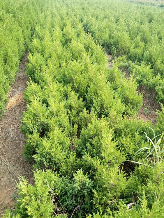 1.5米高北海道黄杨种植技术宁德