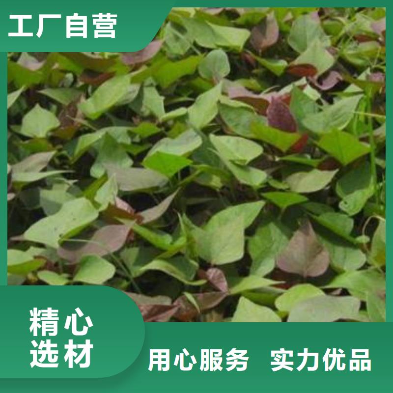 深圳紫甘薯苗种植厂家