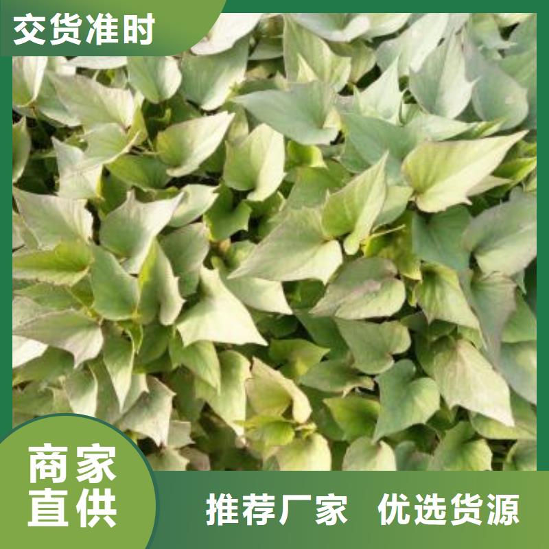 上海紫薯种苗种植方法