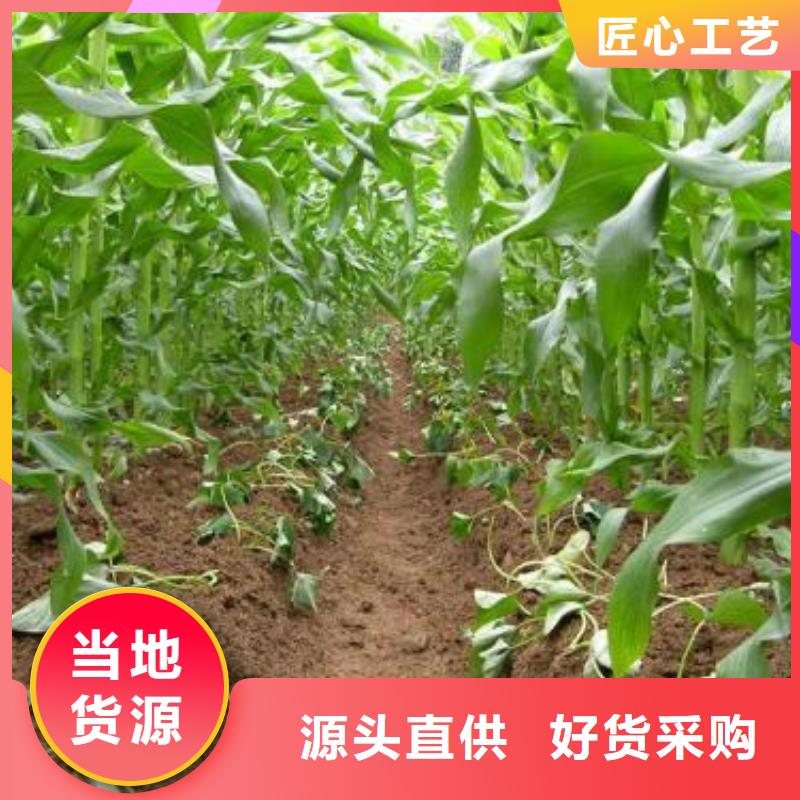 丽江济黑1号紫薯苗品种介绍