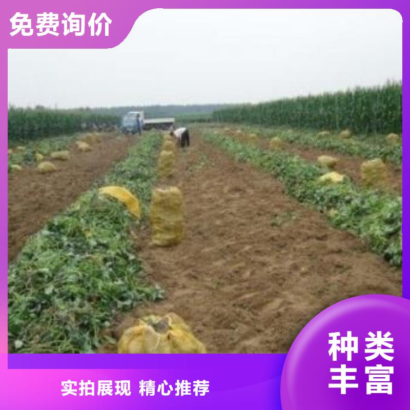 四平高产红薯苗品种齐全