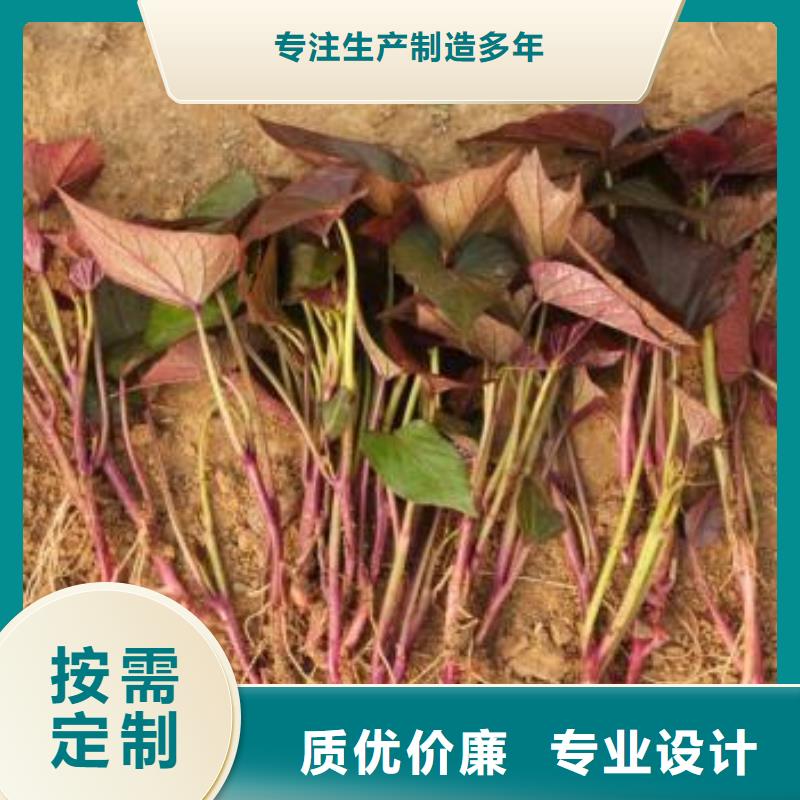 赣州紫薯种苗示范园