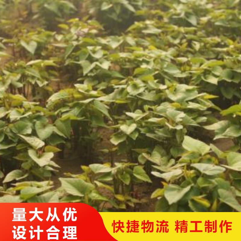 北京紫薯种苗可提前预定