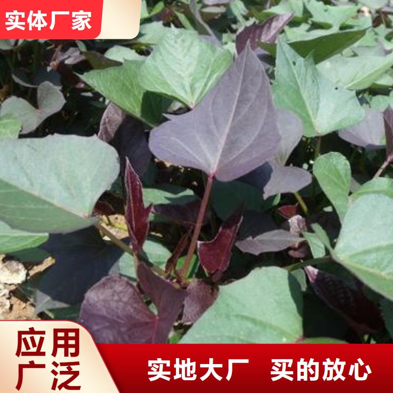 梅州紫薯种苗免费指导栽培
