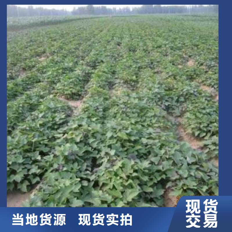 紫薯苗（济黑2号）厂家源头厂家供应
