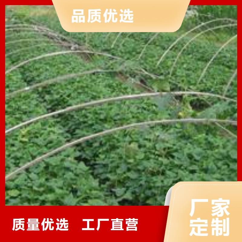 自贡鲜食型紫薯苗源头厂家