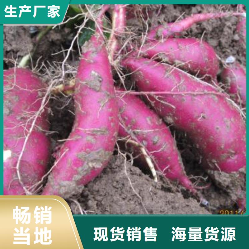 佳木斯红薯苗（西瓜红）种植厂家