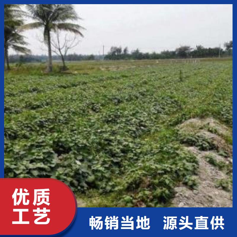 武威紫薯种苗源头厂家