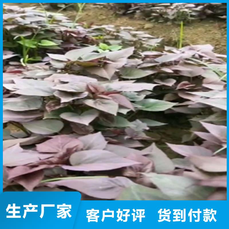 河南省郑州紫红薯苗种植基地