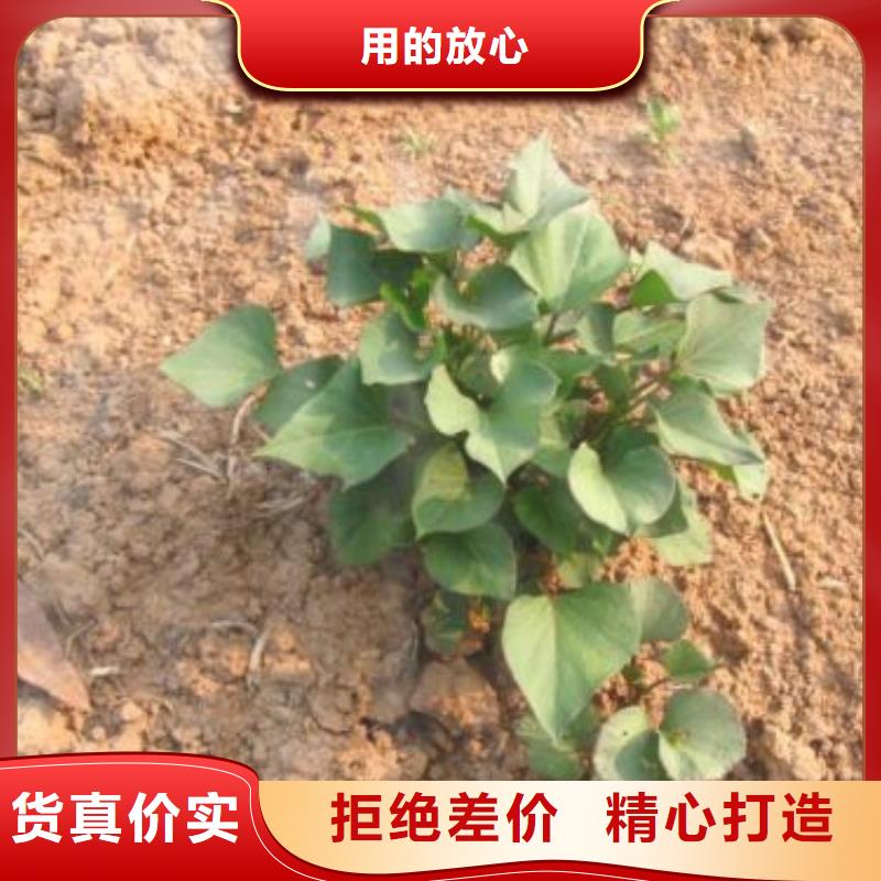 贵州脱毒红薯苗（西瓜红）管理技术