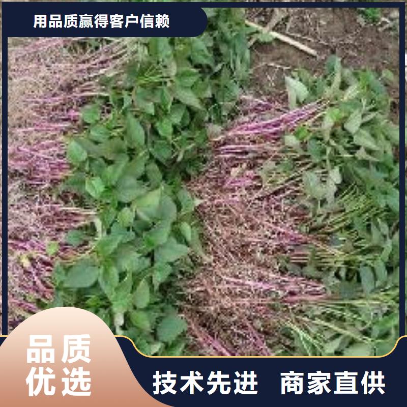 上海脱毒紫薯苗（济黑品种）今日价格