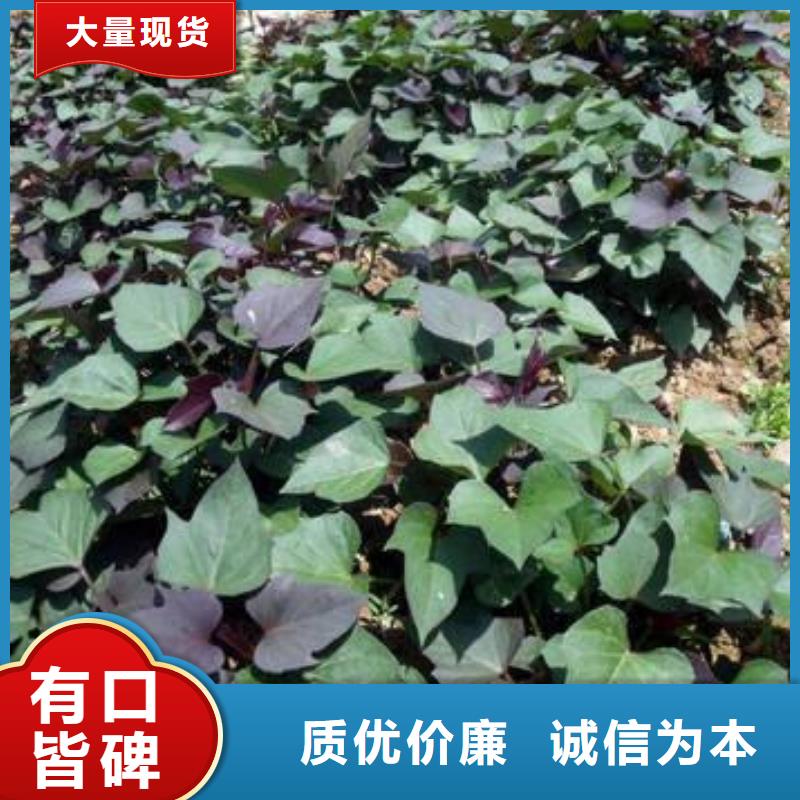 丽水济黑2号紫薯苗自产自销