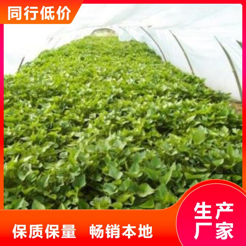 天津东风8号紫薯苗种植基地