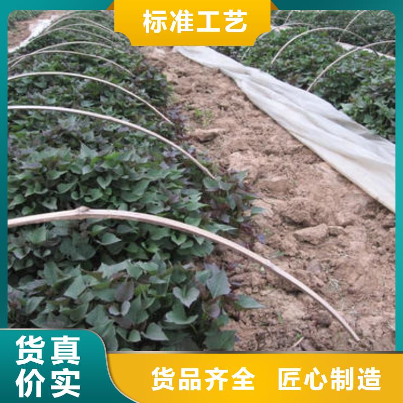 苏州紫薯种苗示范园