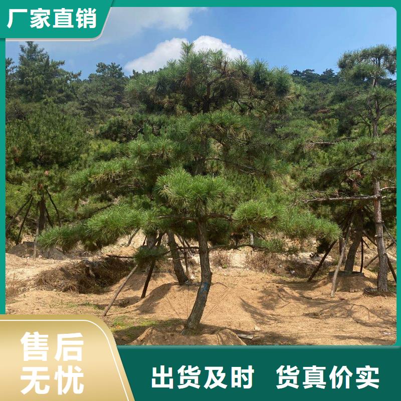 台湾景观松厂家服务完善