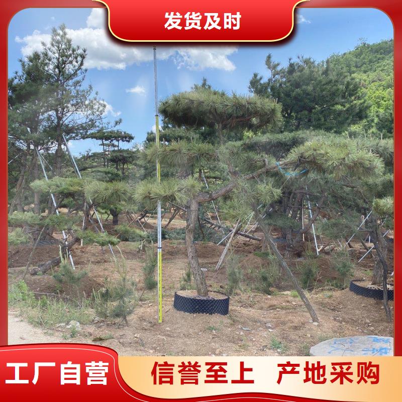 江津造型松种植基地