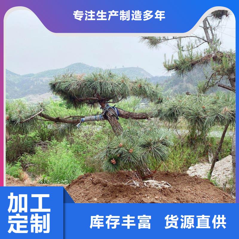 山东省台儿庄造型松种植基地