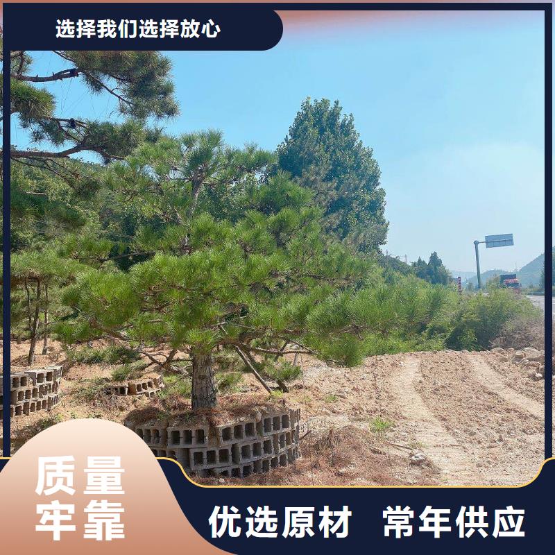 杭州造型油松成活率高