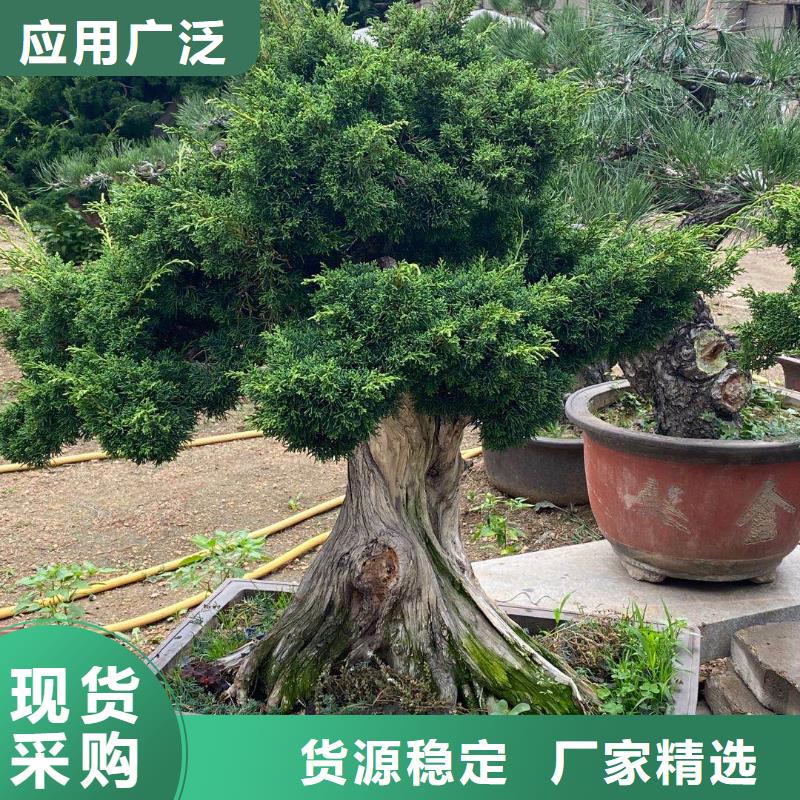 桂林大型古松种植合作社