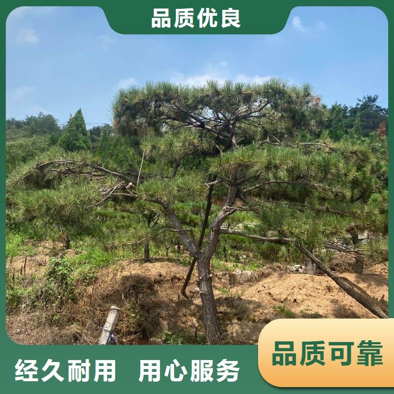造型松树品种纯正保障产品质量