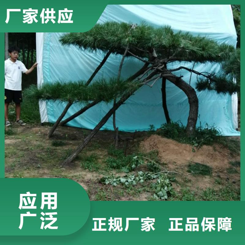 泌阳县造型松树厂家实地货源懂您所需