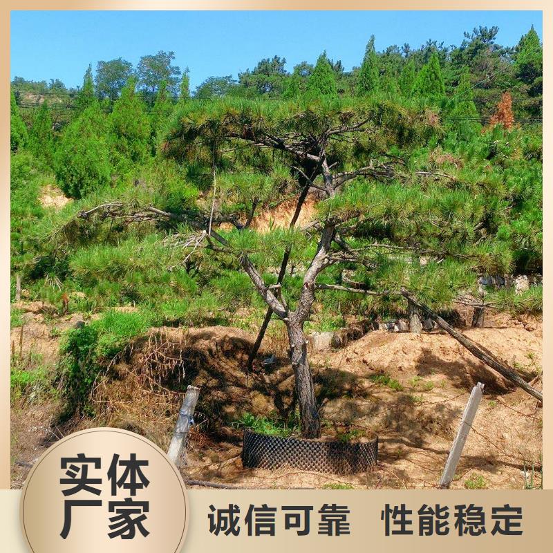 桂林造型黑松常年供应