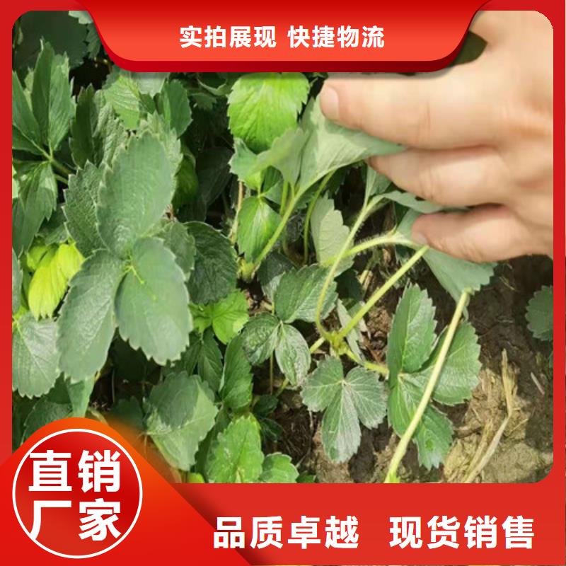 河南省三门峡市艳丽草莓苗
