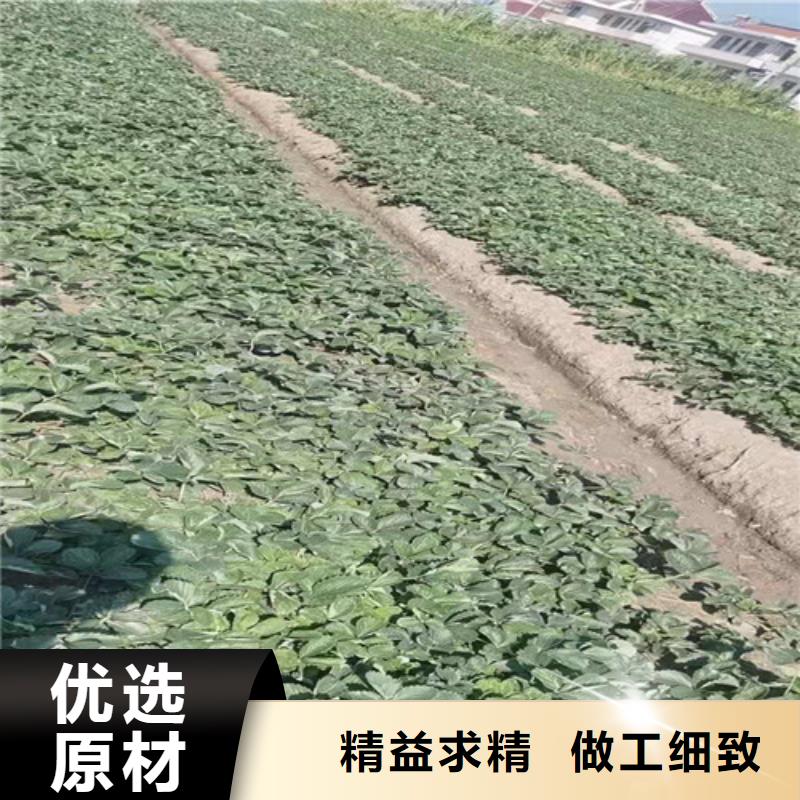 广东省阳江市白雪公主草莓苗哪里的价格低