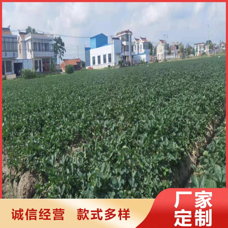 河南省三门峡市圣诞红草莓苗