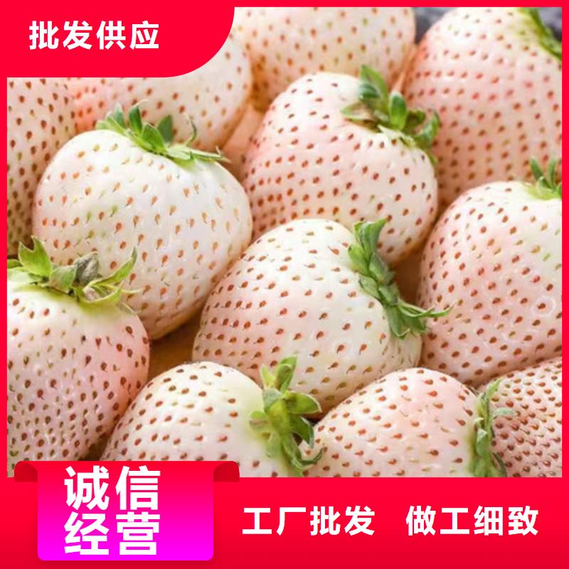 京郊小白草莓苗用品质赢得客户信赖