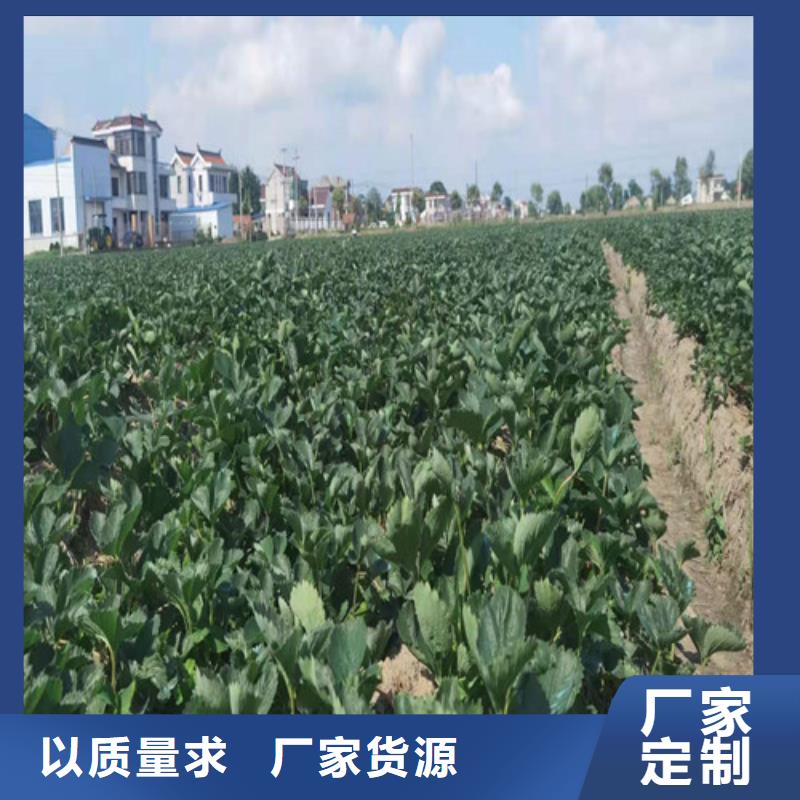黑龙江省佳木斯市妙香7号草莓苗