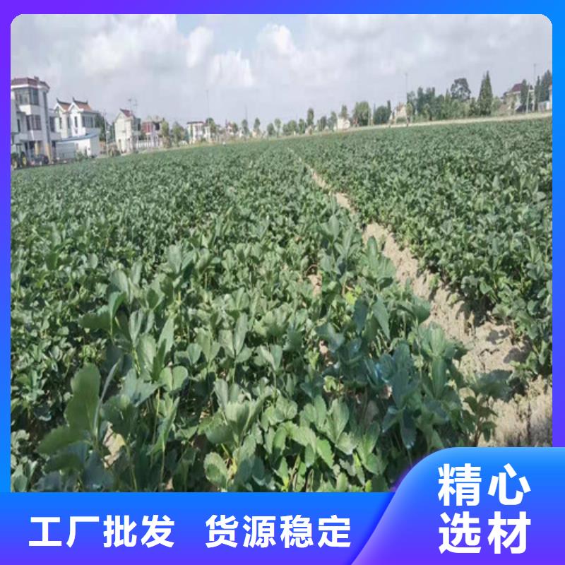 广州天仙醉草莓种苗