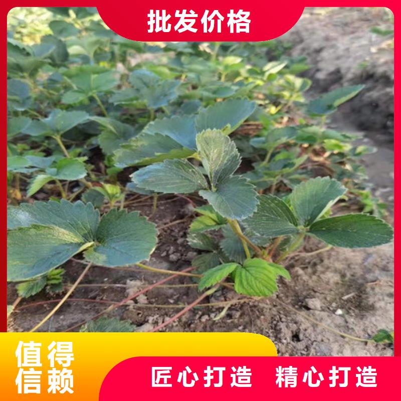 北海京郊小白草莓苗