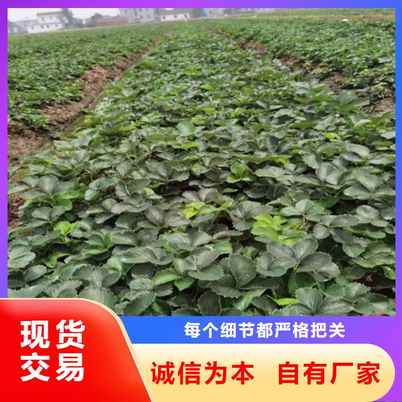 广西省北海市甜宝草莓苗厂家