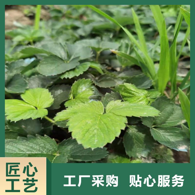 通化枥乙女草莓生产苗