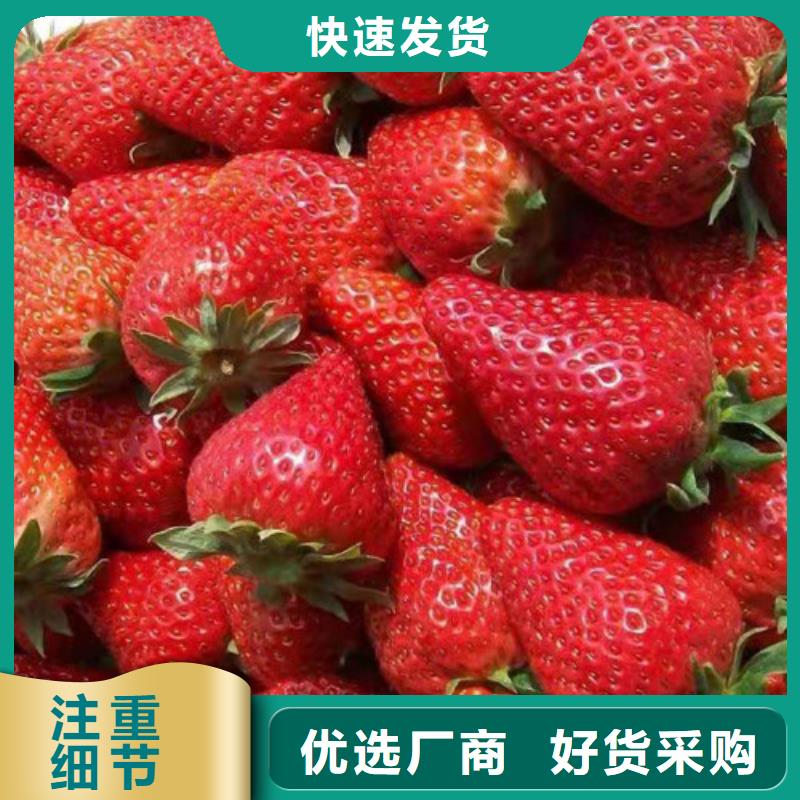 甜宝草莓种苗厂家货源
