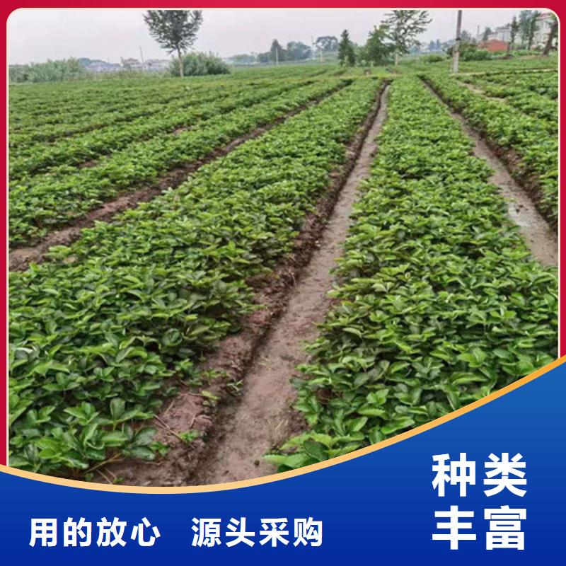 河南草莓苗-梨树苗常年供应