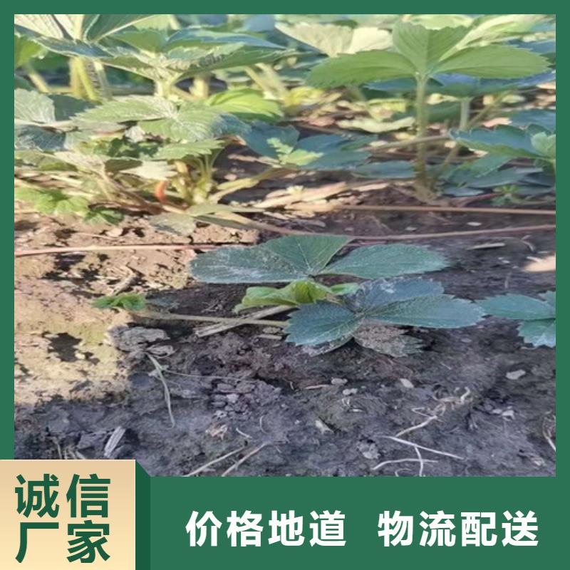 京郊小白草莓生产苗种类丰富