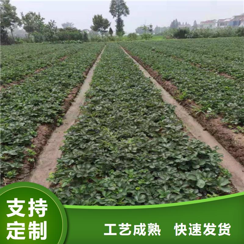 粉玉草莓苗一亩地种植利润24小时下单发货