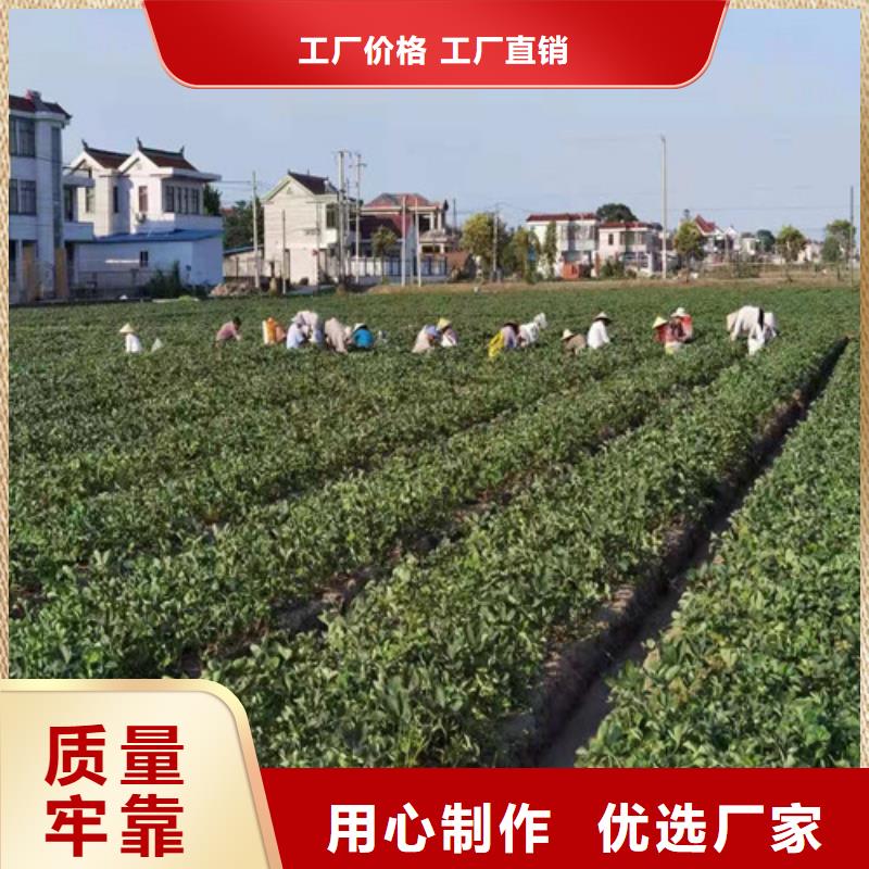 佐贺清香草莓苗当地生产厂家