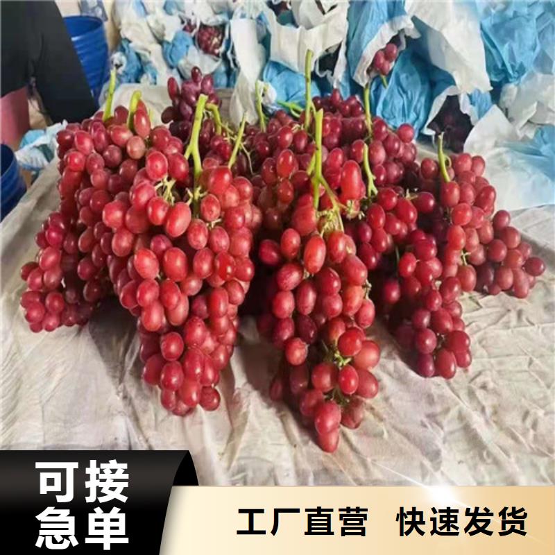 葡萄草莓苗物流配送工厂批发