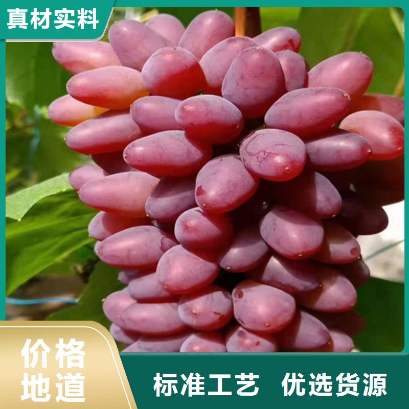 【葡萄】樱桃树苗规格齐全本地生产商