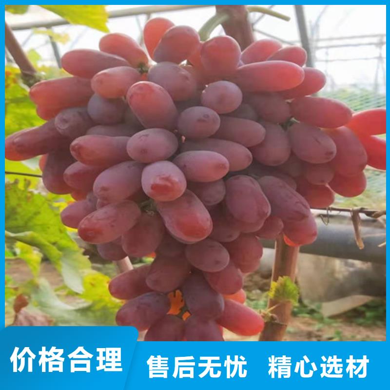 葡萄1公分杏树苗用心做品质生产厂家