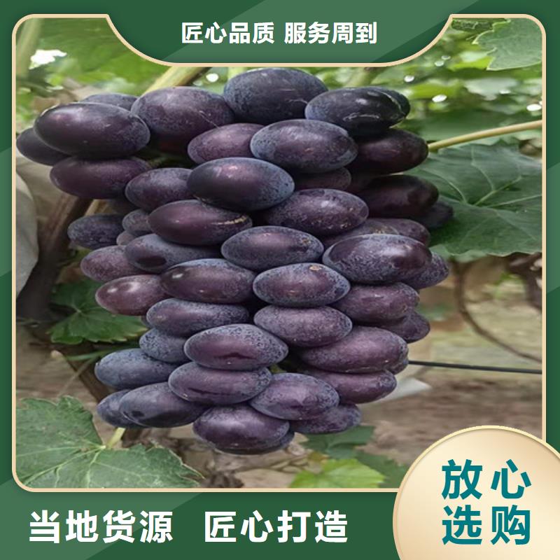 水滴紫仙葡萄树苗木基地制造生产销售