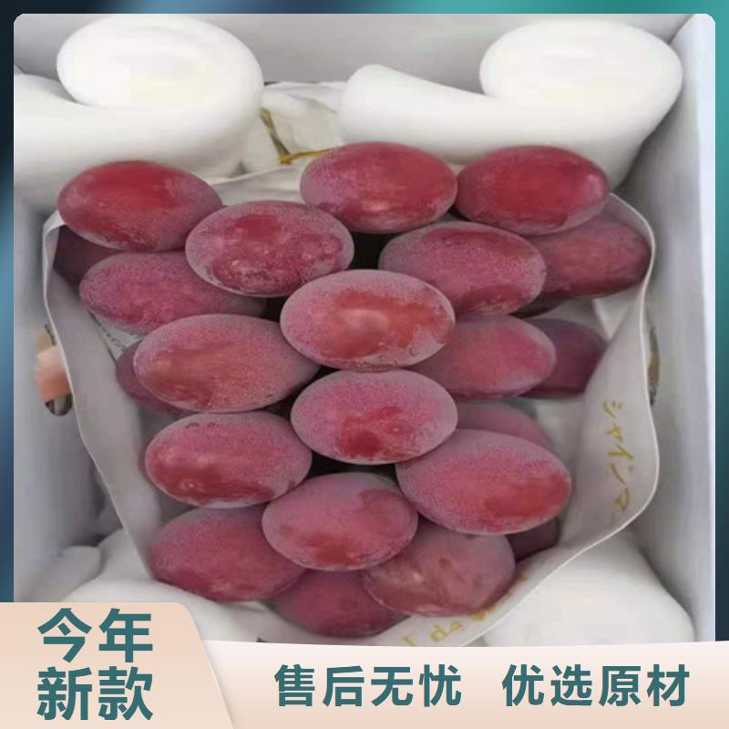 葡萄-蓝莓苗好产品有口碑支持定制批发