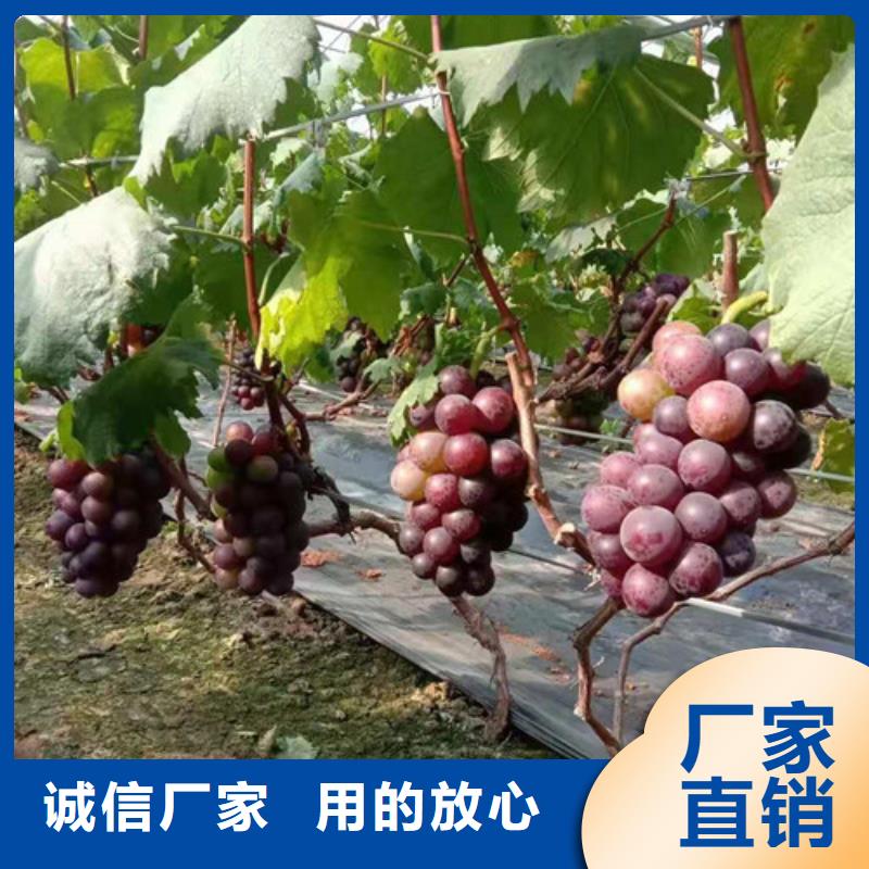 【葡萄】大棚草莓苗行业优选随到随提