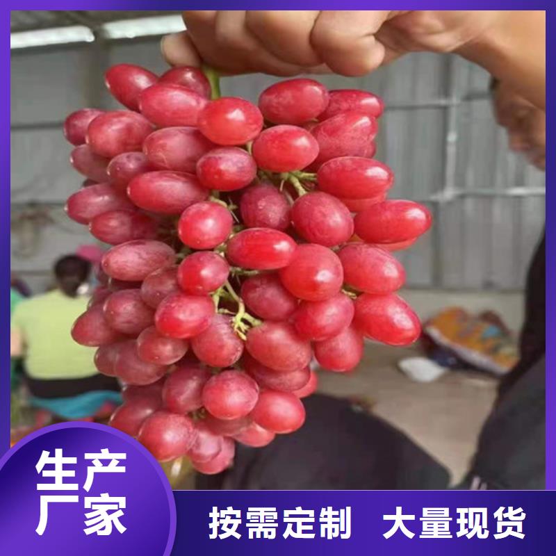 葡萄棠梨苗专业的生产厂家优选货源