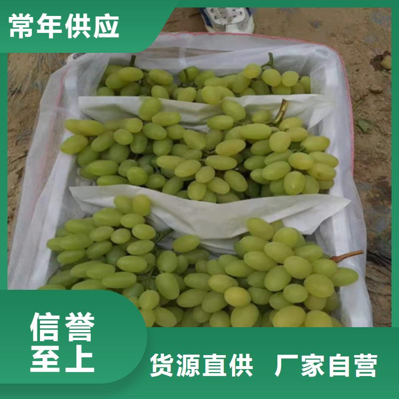 广东葡萄软枣猕猴桃苗细节展示