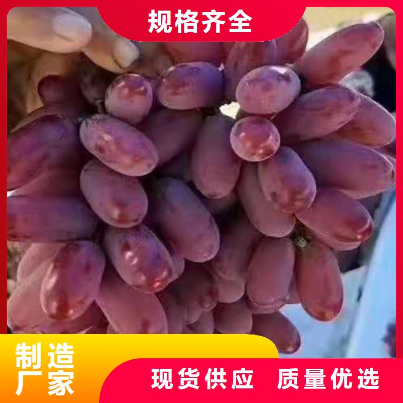 【葡萄】大棚草莓苗采购品质保障售后无忧
