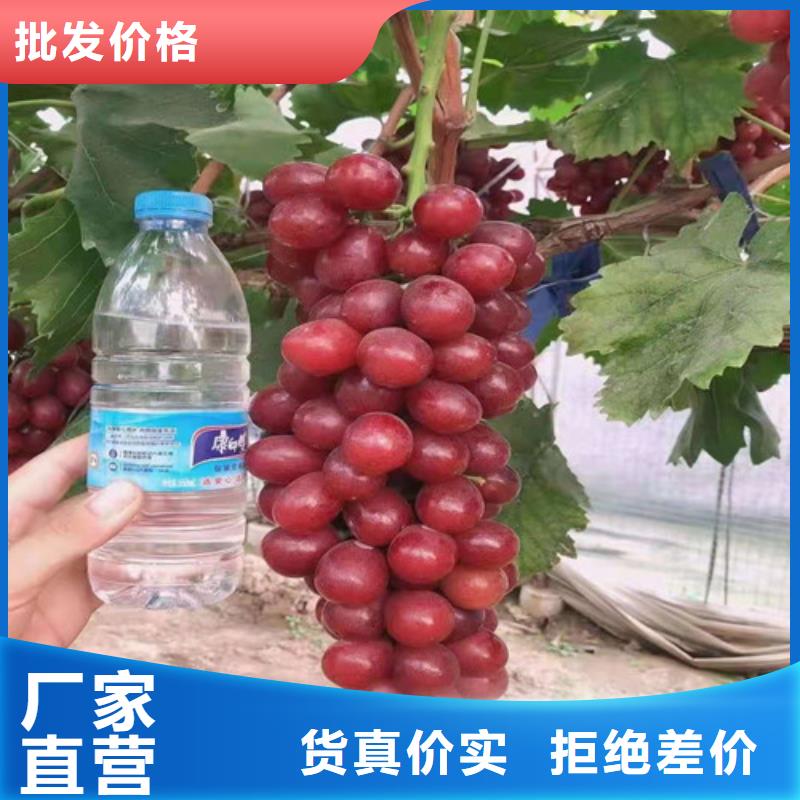 【葡萄】大棚草莓苗质量不佳尽管来找我厂家品控严格